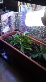 IMG_20170610_135811.jpg
