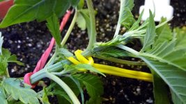 IMG_20170610_141437.jpg