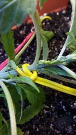 IMG_20170610_141345.jpg