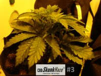 cbd3.JPG
