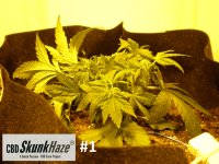 cbd12.JPG