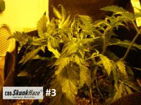 cbd32.JPG