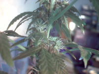 vlcsnap-00002.png