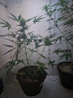 fruit 51 дней.jpg