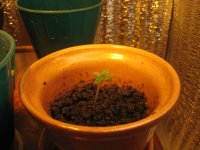 IMG_2252.JPG IMG_2252.JPG
