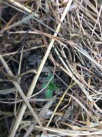 IMG_20170615_193711[1].jpg