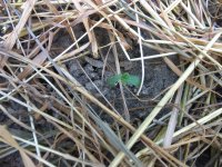 IMG_20170615_193717[1].jpg