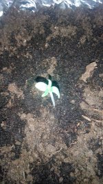 IMG_20170615_201653.jpg