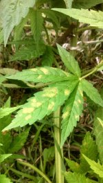 IMG_20170617_115239_617-459x816.jpg