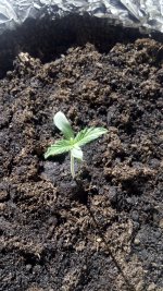 IMG_20170617_165530.jpg