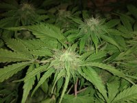 ккк - копия.jpg