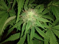 кккк - копия.jpg