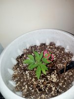 IMG_20170617_233335.jpg