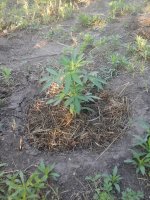 20170619_055137.jpg