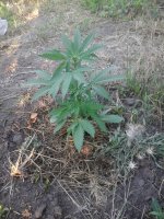 20170619_055156.jpg