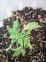 IMG_20170619_230302.jpg