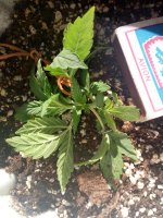 IMG_20170619_181416.jpg