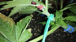 IMG_20170621_191617.jpg