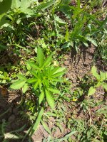 IMG_20170622_135249[1].jpg