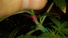 IMG_20170623_180252.jpg