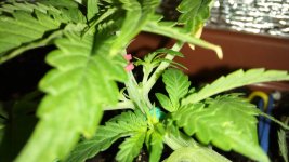 IMG_20170623_180232.jpg