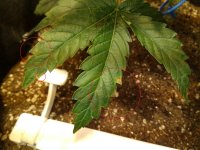 cbd2list.jpg