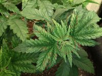 cbd2newlist (2).jpg