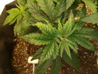 cbd2newlist.jpg