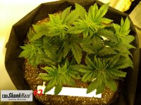 cbd2.jpg cbd2.jpg