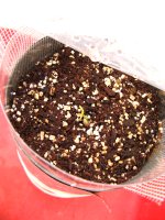 mimibel 005.JPG