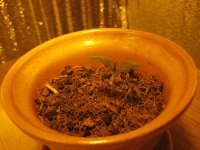 IMG_2260.JPG