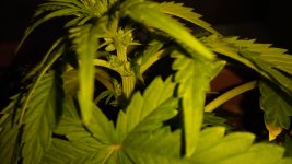 IMG_20170626_000306.jpg
