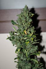 IMG_8835.JPG
