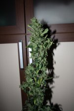 IMG_8838.JPG