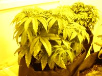 cbd1bolen.JPG