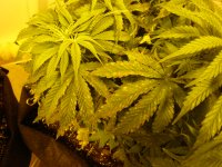 CBD3bolen (2).JPG