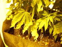 CBD3bolen (3).JPG