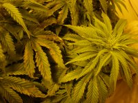 cbd3bolen (4).JPG