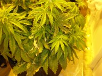 cbd3bolen (5).JPG