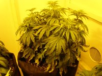 CBD3bolen.JPG