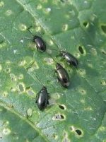 скачанные файлы.jpg