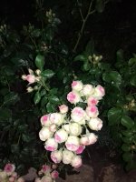20170622_210400.jpg