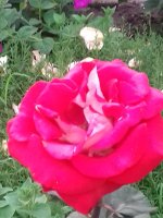 20170625_173700.jpg