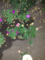 20170622_210528.jpg
