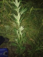 Фото-0486.jpg