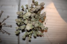 IMG_9246.JPG