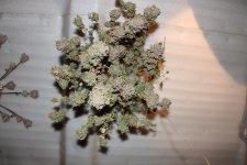 IMG_9247.JPG