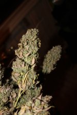 IMG_9249.JPG
