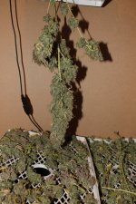 IMG_9256.JPG