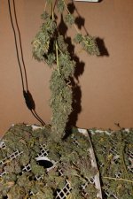 IMG_9257.JPG